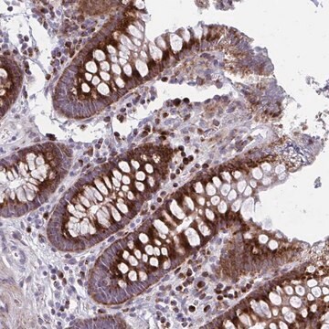 Anti-OLFM2 antibody produced in rabbit Prestige Antibodies&#174; Powered by Atlas Antibodies, affinity isolated antibody, buffered aqueous glycerol solution