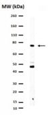 抗胆碱转运体抗体 from rabbit, purified by affinity chromatography