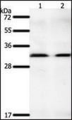Anti-GEMIN2 antibody produced in rabbit affinity isolated antibody