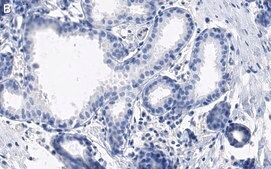 Anti-GM130 Antibody, clone 2M19 ZooMAb® Rabbit Monoclonal recombinant, expressed in HEK 293 cells