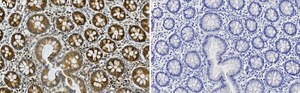 Anti-LGR5/GPR49 Antibody, clone 1I17 ZooMAb&#174; Rabbit Monoclonal recombinant, expressed in HEK 293 cells