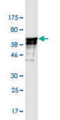 Monoclonal Anti-WDR42A antibody produced in mouse clone 4G8, purified immunoglobulin, buffered aqueous solution