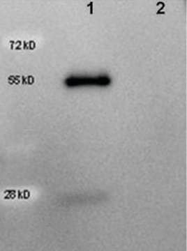 Anti-Goat IgG (H+L), highly cross adsorbed-Peroxidase antibody produced in rabbit affinity isolated antibody, lyophilized powder