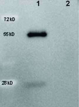 Anti-Goat IgG (H+L), highly cross adsorbed-Peroxidase antibody produced in rabbit affinity isolated antibody, lyophilized powder