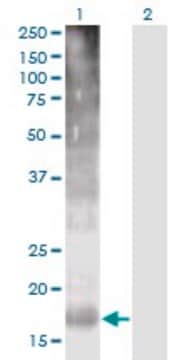Monoclonal Anti-TM4SF4 antibody produced in mouse clone 4E6, purified immunoglobulin, buffered aqueous solution