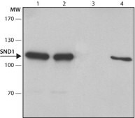 Anti-SND1 (C-terminal) antibody produced in rabbit ~1.0 mg/mL, affinity isolated antibody