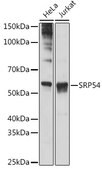 Anti-SRP54 Antibody, clone 1O3J1, Rabbit Monoclonal