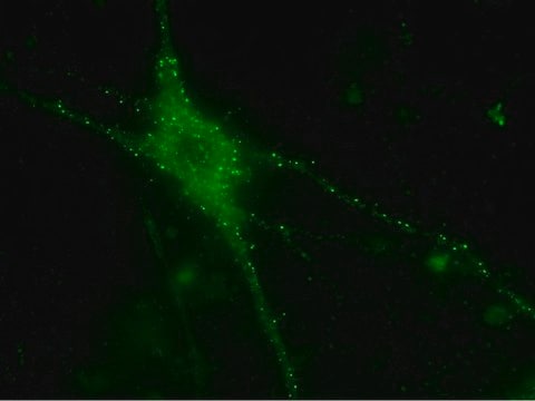 LentiBrite PSD95-GFP Lentiviral Biosensor