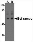 Anti-Bcl-rambo antibody produced in rabbit affinity isolated antibody, buffered aqueous solution