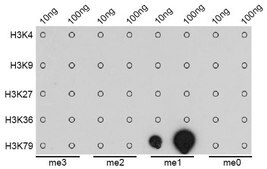 Anti-MonoMethyl-Histone H3-K79 antibody produced in rabbit