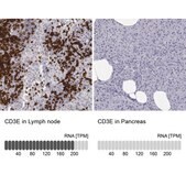 Anti-CD3E antibody produced in rabbit Prestige Antibodies&#174; Powered by Atlas Antibodies, affinity isolated antibody, buffered aqueous glycerol solution