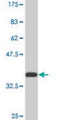 Monoclonal Anti-MIB2 antibody produced in mouse clone 1B5, ascites fluid