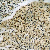 Anti-phospho-NIPA (pSer354) antibody produced in rabbit affinity isolated antibody