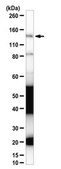 Anti-DNA polymerase subunit gamma-1 Antibody/POLG 1.0&#160;mg/mL, from rabbit
