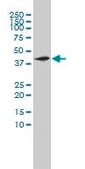Monoclonal Anti-NOTCH2NL antibody produced in mouse clone 2G12-2A5, purified immunoglobulin, buffered aqueous solution