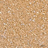 Anti-STXBP1 Antibody, clone 1N7U1, Rabbit Monoclonal