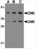 Anti-OMI (ab1) antibody produced in rabbit affinity isolated antibody, buffered aqueous solution