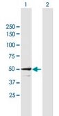 Anti-STAM antibody produced in mouse purified immunoglobulin, buffered aqueous solution