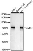 Anti-ACSL4 Antibody, clone 4W3T9, Rabbit Monoclonal