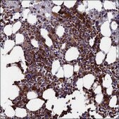 Anti-FAM127B antibody produced in rabbit Prestige Antibodies® Powered by Atlas Antibodies, affinity isolated antibody, buffered aqueous glycerol solution