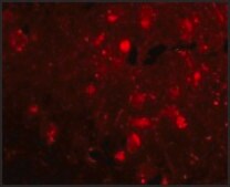 Anti-Slitrk2 (ab1) antibody produced in rabbit affinity isolated antibody, buffered aqueous solution