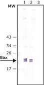 Anti-Bax antibody produced in rabbit IgG fraction of antiserum, buffered aqueous solution