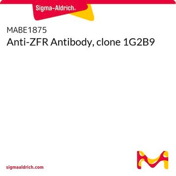 Anti-ZFR Antibody, clone 1G2B9