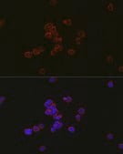 Anti-MYL12B Antibody, clone 1X3F1, Rabbit Monoclonal