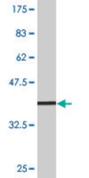 Monoclonal Anti-TNFSF13B antibody produced in mouse clone 3G6, purified immunoglobulin, buffered aqueous solution