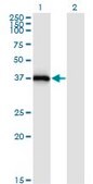 Monoclonal Anti-STX16, (N-terminal) antibody produced in mouse clone 3D12, purified immunoglobulin, buffered aqueous solution