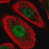 Anti-TMEM255B antibody produced in rabbit Prestige Antibodies® Powered by Atlas Antibodies, affinity isolated antibody, buffered aqueous glycerol solution