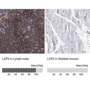 Anti-LCP2 antibody produced in rabbit Prestige Antibodies&#174; Powered by Atlas Antibodies, affinity isolated antibody, buffered aqueous glycerol solution