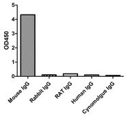 Goat Anti-Mouse IgG3(Fcγ) Alpaca Heavy chain only Antibody recombinant Alpaca(VHH) Nano antibody
