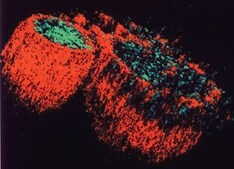 Anti-Na+/H+ Exchanger-3 Antibody, isoform NHE3, clone 4F5 clone 4F5, Chemicon&#174;, from mouse