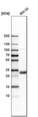 Anti-EIF4E2 antibody produced in rabbit Prestige Antibodies&#174; Powered by Atlas Antibodies, affinity isolated antibody, buffered aqueous glycerol solution