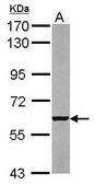 Anti-PARP3 antibody produced in rabbit