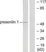 Anti-Presenilin 1 antibody produced in rabbit affinity isolated antibody