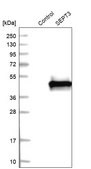Anti-Sept3 antibody produced in rabbit Prestige Antibodies&#174; Powered by Atlas Antibodies, affinity isolated antibody, buffered aqueous glycerol solution