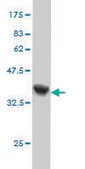 Monoclonal Anti-HNMT antibody produced in mouse clone 3G12, purified immunoglobulin, buffered aqueous solution
