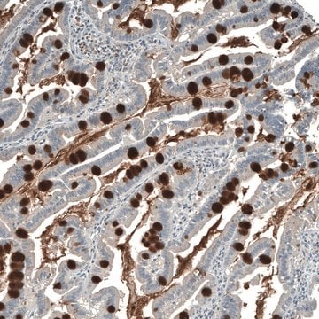 Anti-PIGA antibody produced in rabbit Prestige Antibodies&#174; Powered by Atlas Antibodies, affinity isolated antibody, buffered aqueous glycerol solution