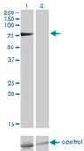 Monoclonal Anti-TSGA10 antibody produced in mouse clone 6E8, purified immunoglobulin, buffered aqueous solution