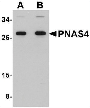 Anti-PNAS4 antibody produced in rabbit affinity isolated antibody, buffered aqueous solution