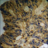 Anti-phospho-PKC δ (pThr505) antibody produced in rabbit affinity isolated antibody