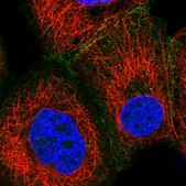 Anti-GAS2L1 antibody produced in rabbit Prestige Antibodies® Powered by Atlas Antibodies, affinity isolated antibody, buffered aqueous glycerol solution