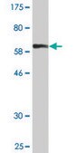 Monoclonal Anti-ANXA1 antibody produced in mouse clone 2D11, purified immunoglobulin, buffered aqueous solution