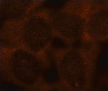 Monoclonal Anti-ALIX/PDCD6IP antibody produced in mouse clone ALIX-1, purified from hybridoma cell culture