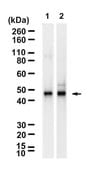Anti-POU2F3 Antibody, clone 1L11 ZooMAb&#174; Rabbit Monoclonal recombinant, expressed in HEK 293 cells