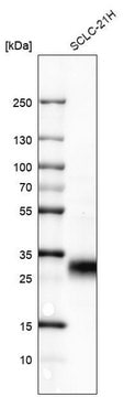 Monoclonal Anti-TNFRSF18 antibody produced in mouse Prestige Antibodies&#174; Powered by Atlas Antibodies, clone CL7787, purified immunoglobulin, buffered aqueous glycerol solution