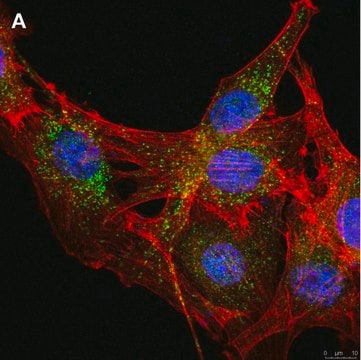 Anti-LRP1 85kDa subunit Antibody, clone 4G7, ZooMAb&#174; Rabbit Monoclonal recombinant, expressed in HEK 293 cells