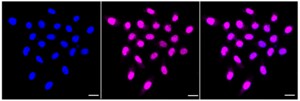KD-Validated Anti Tripartite motif containing 24 Antibody, clone 23GB4235, Rabbit Monoclonal clone 23GB4235, recombinant rabbit monoclonal, expressed in HEK293 cells